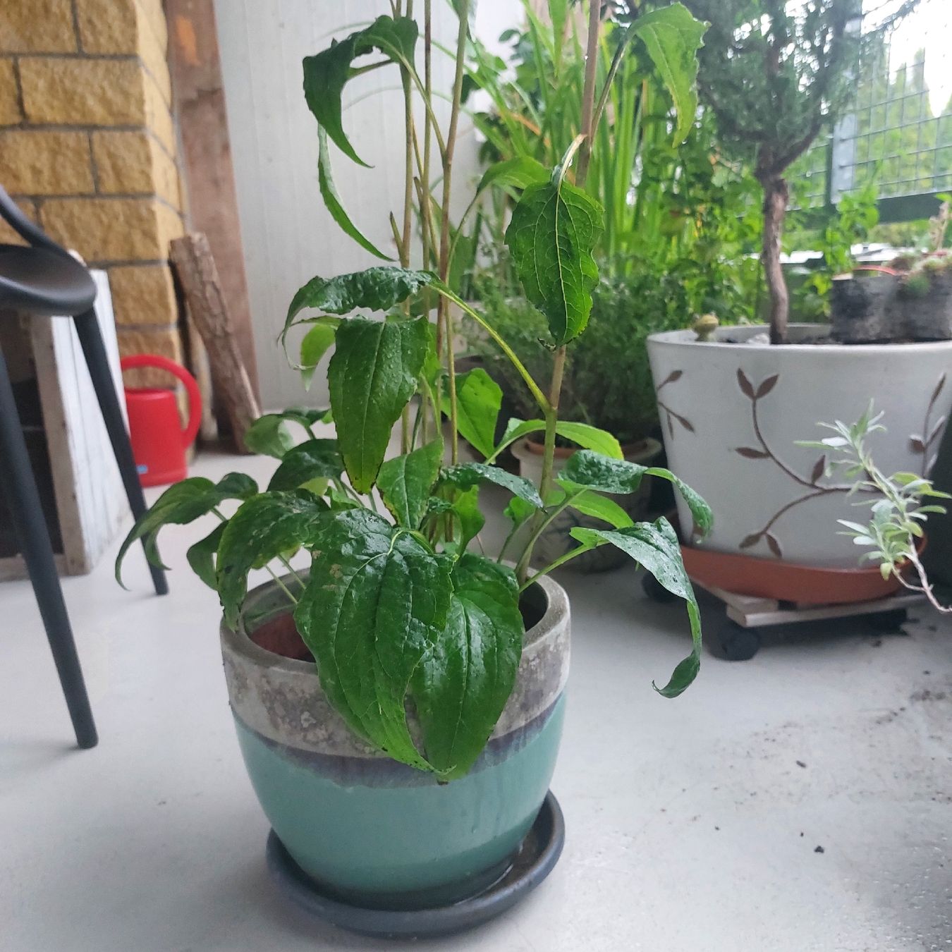 Pflanzen & Samen: Echinacea, pink, 2. Blüten  – Gebraucht aus Freienbach von Stuagert 3
