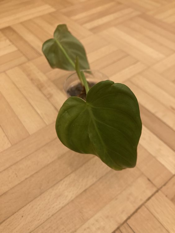 Philodendron Pastazanum Ableger Kaufen auf Ricardo