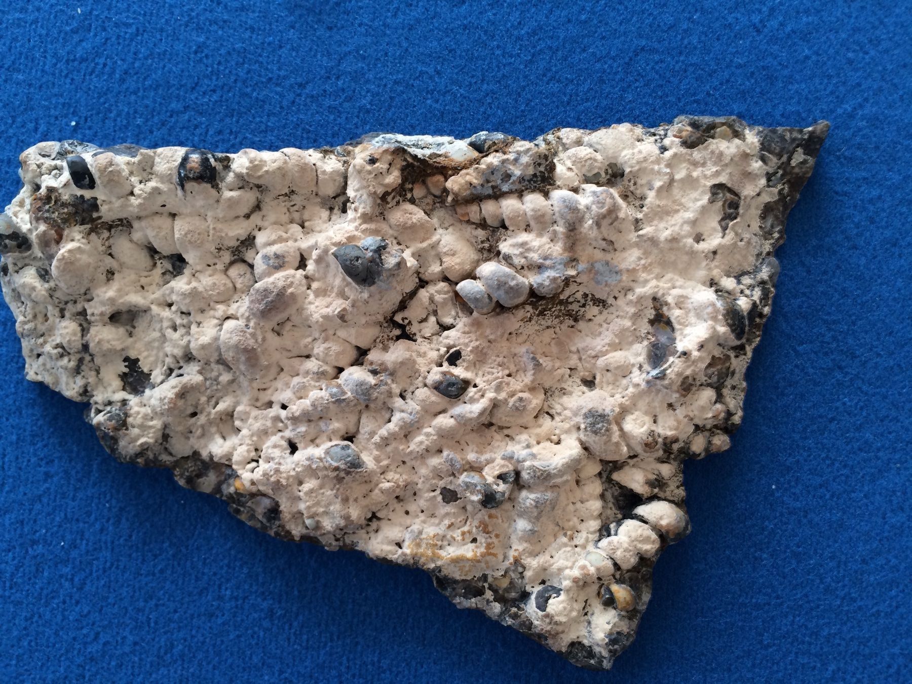 Fossili: Fossilien/Mineral "Turitella Muscheln" – Nuovo (secondo la descrizione) da Luzern venduto da adonairo 1