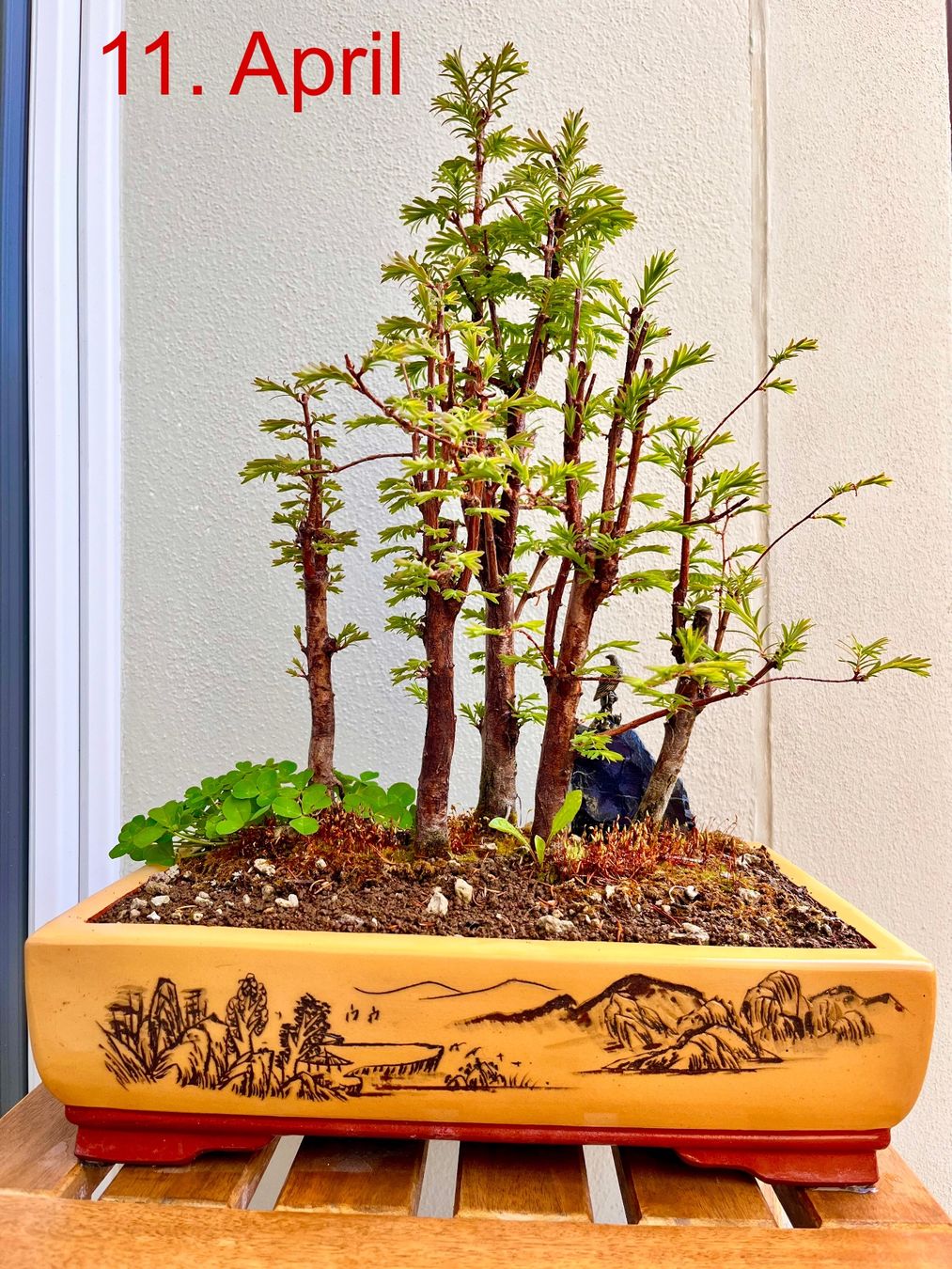 Piante & sementi: Bonsai Wald Gruppe – Nuovo (secondo la descrizione) da Fislisbach venduto da fislisbach5442 3
