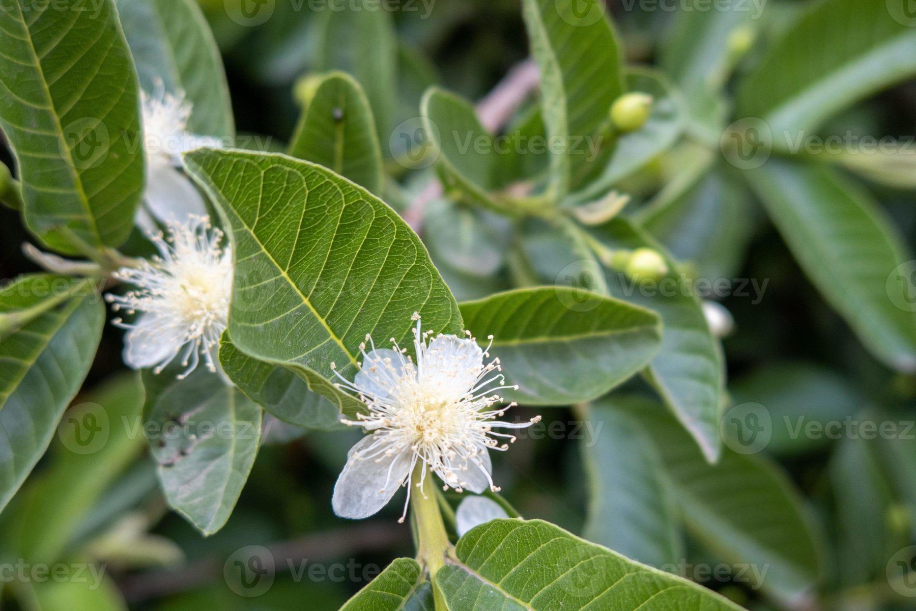 Piante & sementi: Echte Guave - Psidium guajava - 30 Samen – Nuovo e nell'imballaggio originale da Sumiswald venduto da Cham14558 1