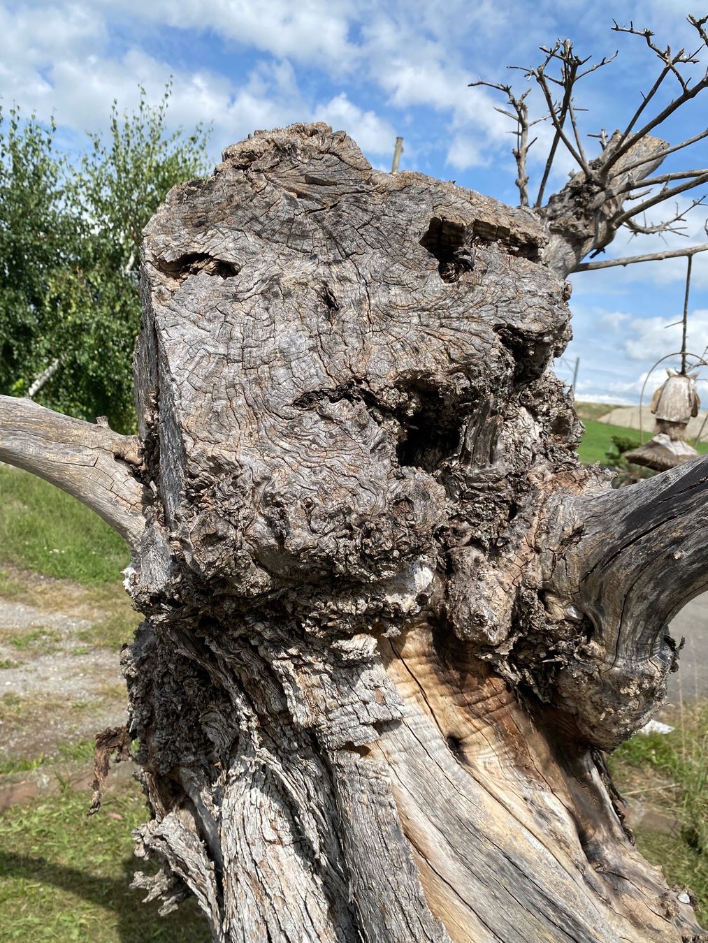 Piante & sementi: Alter Olivenbaum Gartendekoration Oliven Baum Kunstobjekt – Usato da Ballwil venduto da ClassicGallery 2