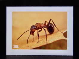 MIGROS MANIA Nature Detectives Nr. 38