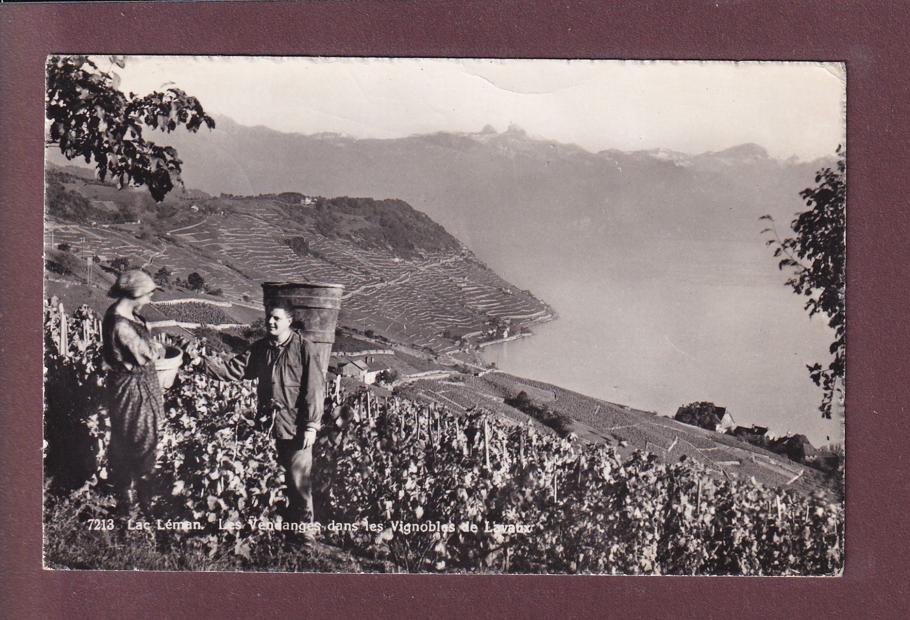 Cartoline postali: LAVAUX - Vendanges - 1953 – Usato da Pully venduto da nicecards