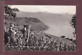 LAVAUX - Vendanges - 1953
