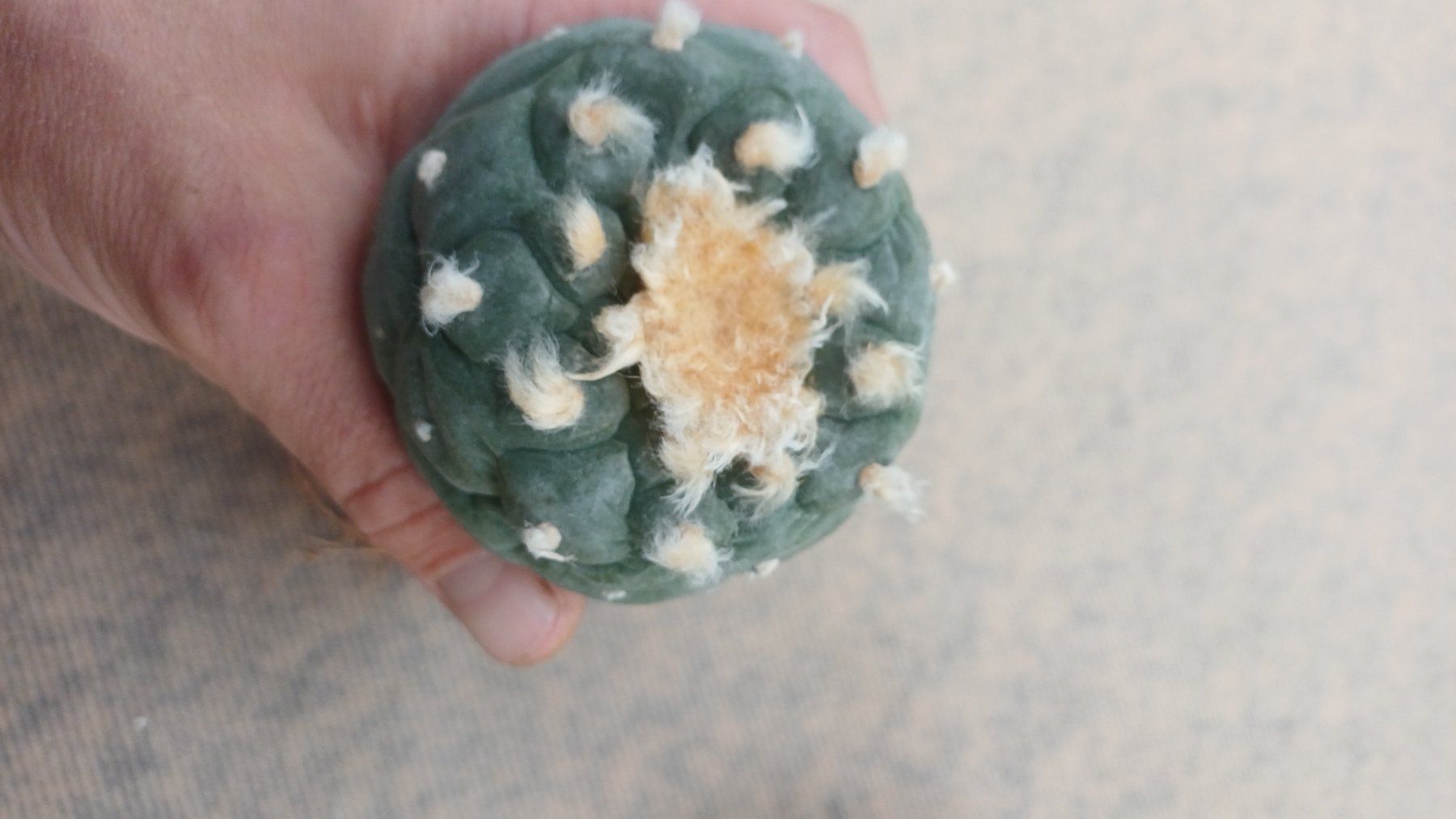 Plantes & graines: Lophophora decipiens – D'occasion à Neftenbach par QuiQuo 5