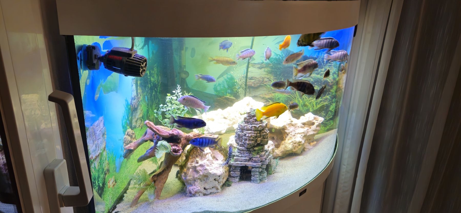 Aquarium: aquarium Juwel trigon 350L – Gebraucht aus Forel-Sur-Lucens von guigui010 2