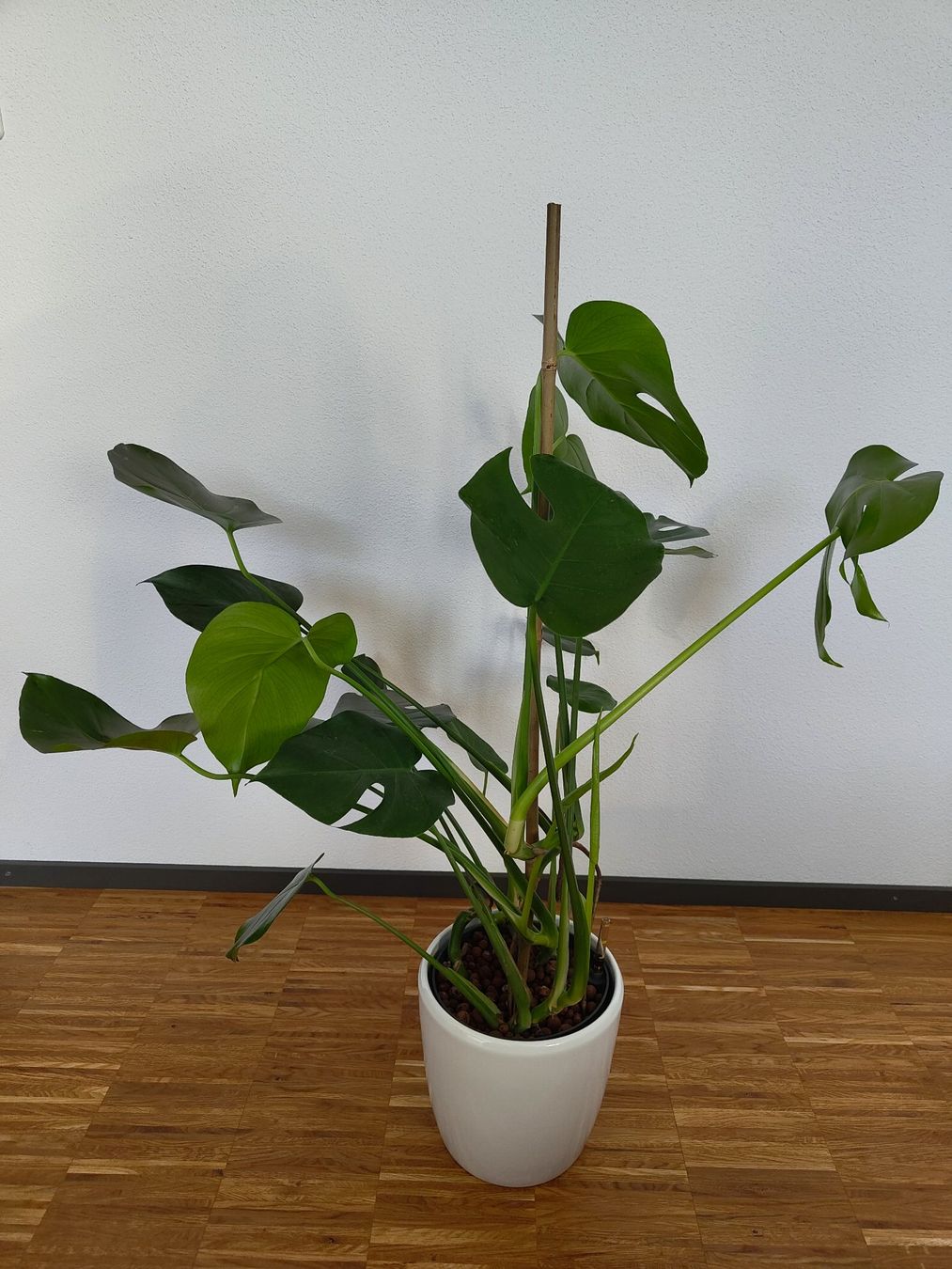 Monstera, ca. 90cm, inkl. Topf LUWASA (Keramik) Hydrokultur (Gebraucht) in  Emmenbrcke fr CHF 50  nur Abholung auf Ricardo kaufen