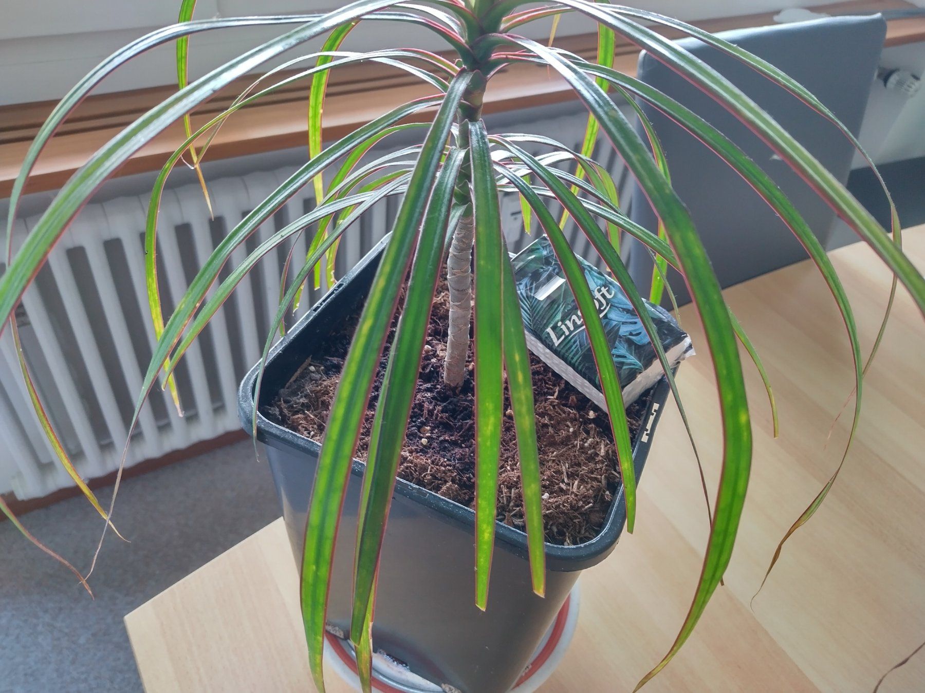 Pflanzen & Samen: Dracaena marginata, Drachenbaum - Zimmerpflanze – Neu (gemäss Beschreibung) aus Jona von Argus36 5