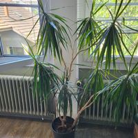 Drachenbaum, grosse Zimmerpflanze, pflegeleicht