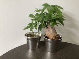 Wunderbare Orchideentöpfe, Fink Silver, handgemacht, so edel