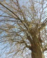 Kirschpflaume (Prunus cerasifera) Jungpflanze 3 Jahre alt