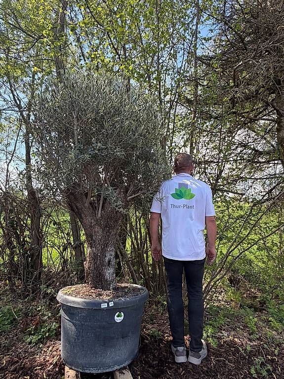 Pflanzen & Samen: Olivenbaum "Olea Europea 15" – Neu und originalverpackt aus Zuckenriet von Thur_Plant 4
