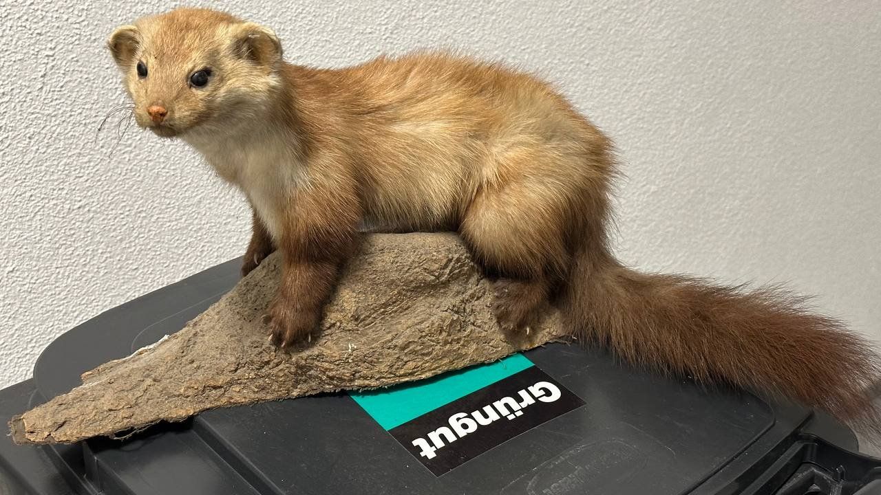 Il mondo degli animali: Ausgestopfter Marder – Usato da Beringen venduto da Mantafisch1