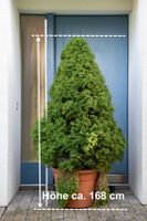 Zuckerhutfichte Picea Glauca "Conica"