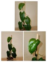 Monstera Membraceana Madison