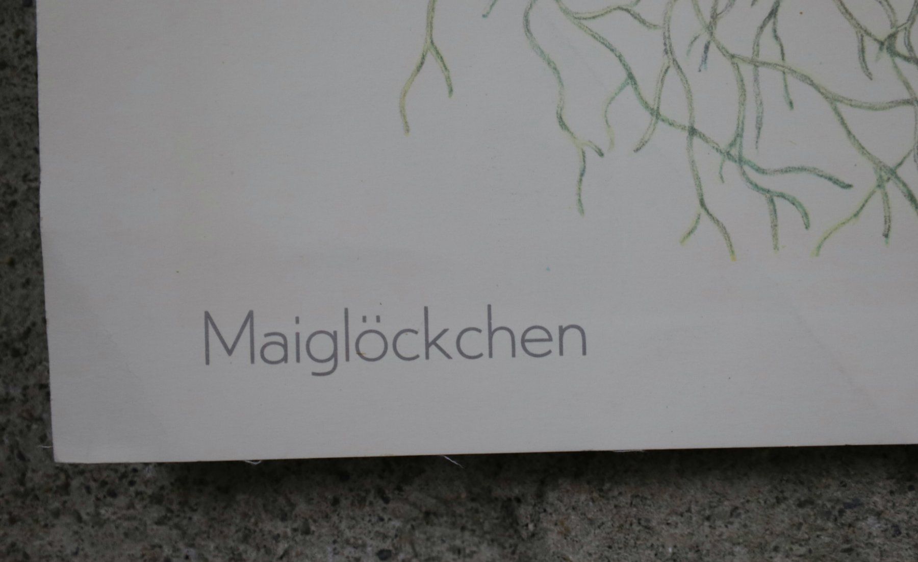 Foto & Immagini: Schulwandbild, Wandbild, Lehrbild "Maiglöckchen" Marta Seitz – Usato da Birrwil venduto da brandschatz_birrwil 5
