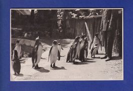 OISEAU - Pingouins