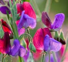 15  Samen Duftwicke  MATUCANA