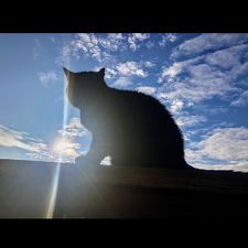 Profile image of melfi_8400