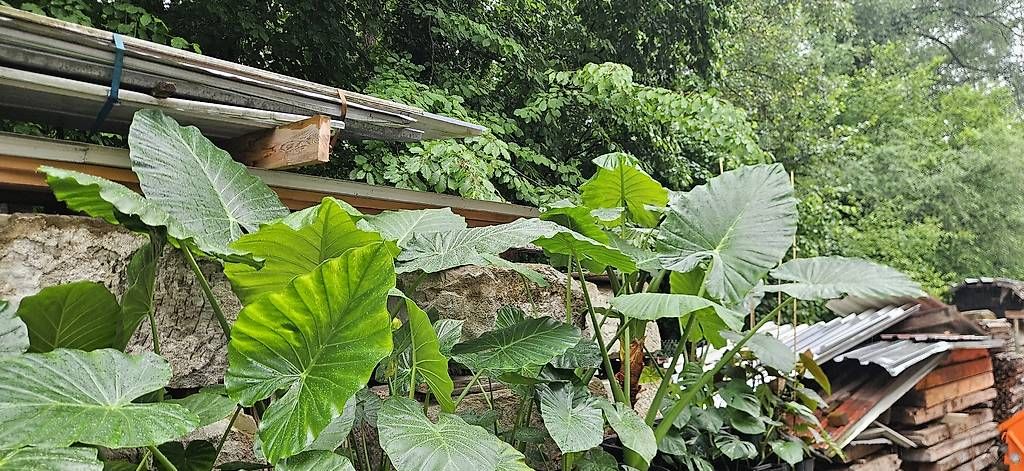 Plantes & graines: Alocasia macrorrhiza (Elefantenohr, Riesentaro, Alokasie) – D'occasion à Wabern par VOLVGNG73 8