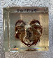 Tierpräparat Oktopus Tintenfisch klein