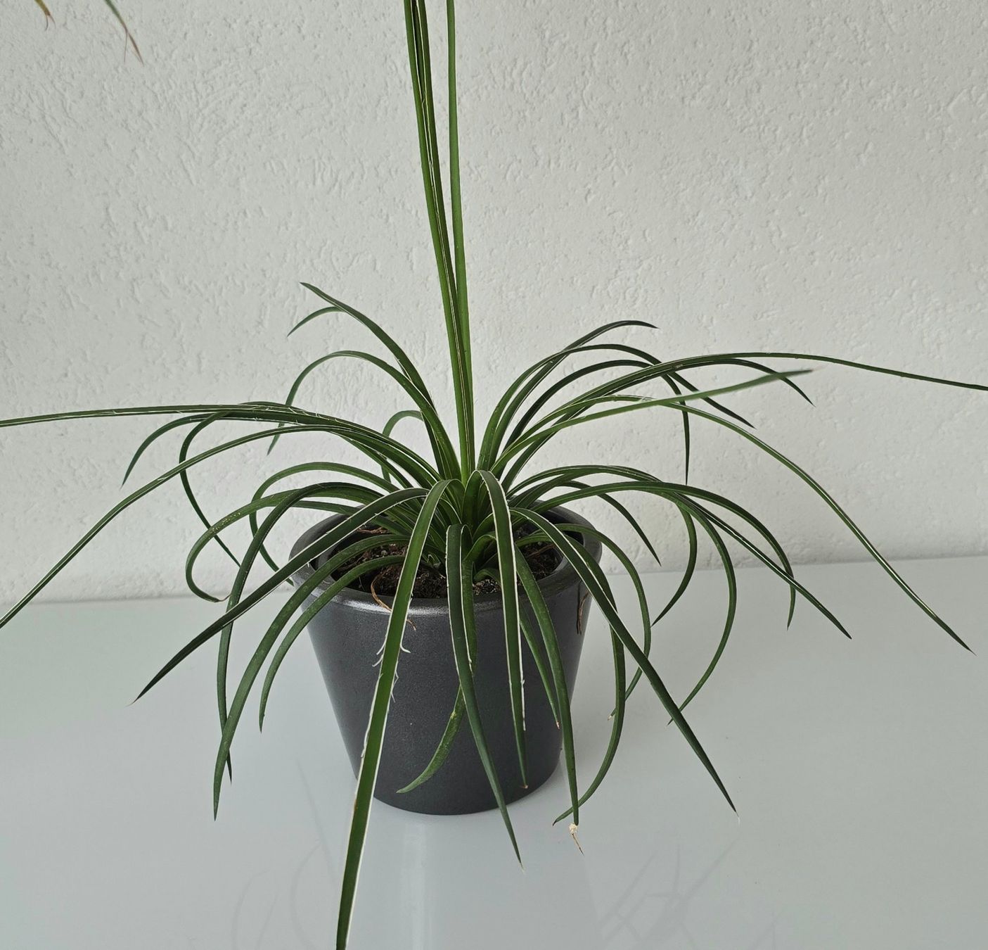 Plantes & graines: Jungpflanze Agave Geminiflora – Neuf (Voir description) à Aarburg par Glitzerschein