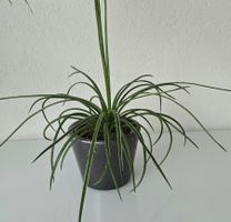 Jungpflanze Agave Geminiflora