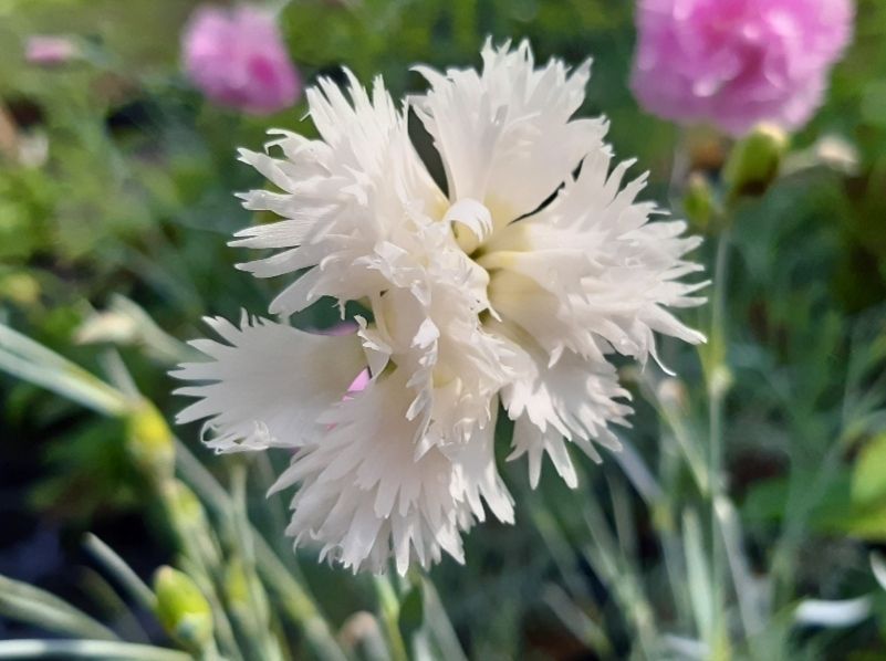 Piante & sementi: Dianthus 'double White' – Usato da Eschenbach LU venduto da rap_9fdh 2