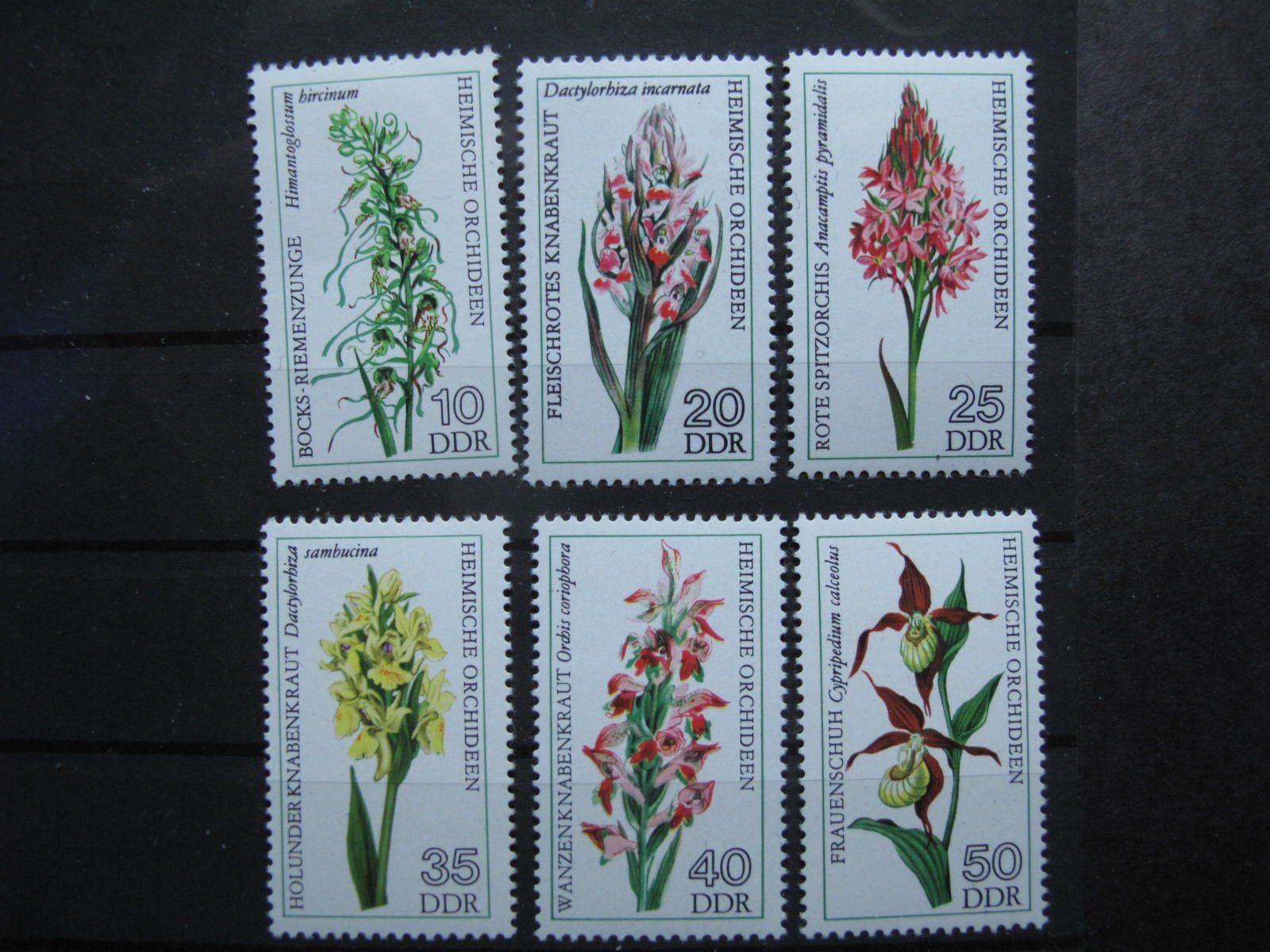 Tutti i francobolli: DDR 1976 Heimische Orchideen ** – Usato da Wil SG venduto da fva01