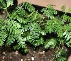 MIMOSA HOSTILIS Plante ethnobotanique 3g
