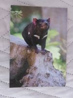 Beutelteufel, austral. Raubtier, Zoo, ungelaufen