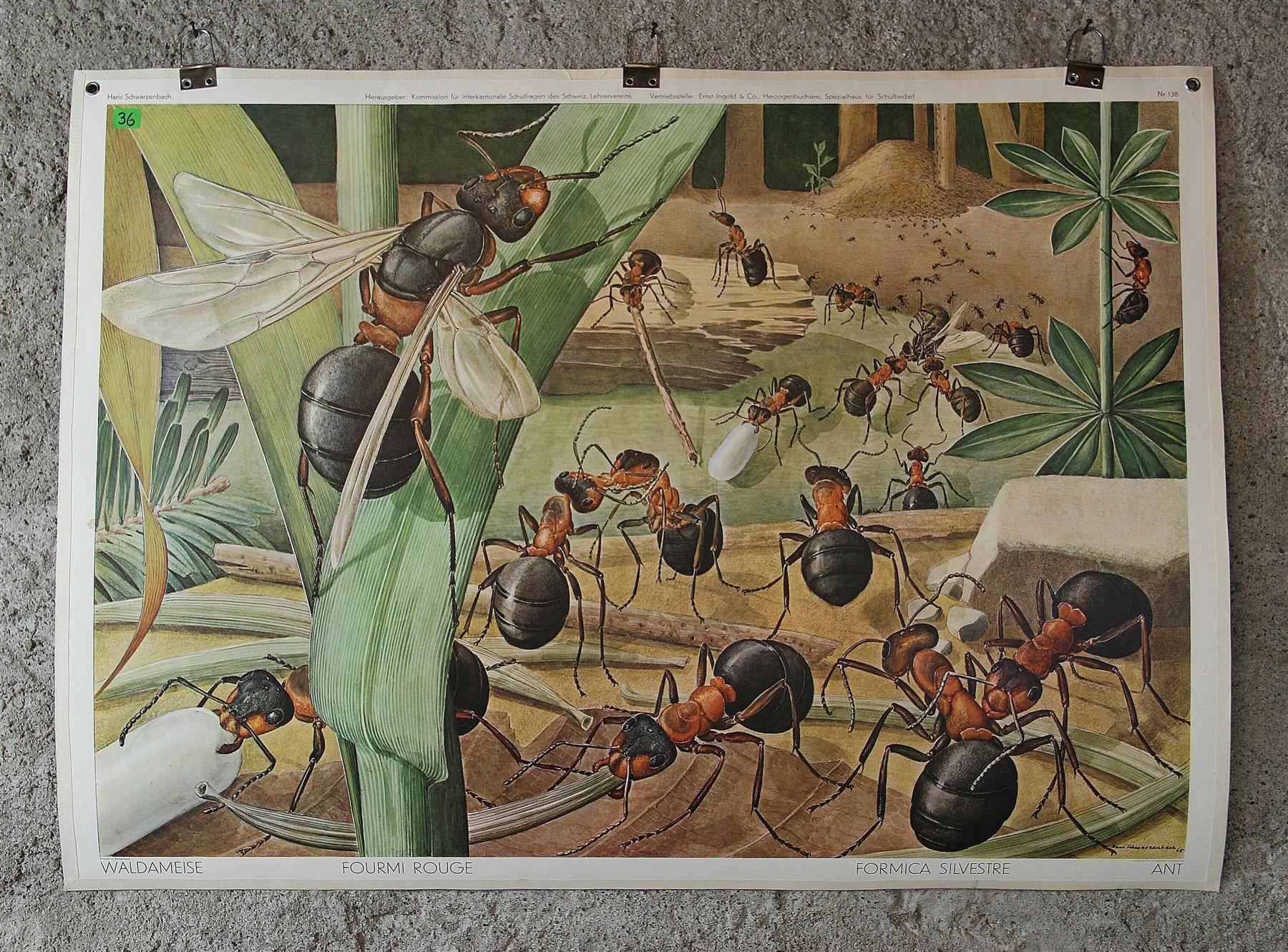 Poster & Bilder: Schulwandbild "Ameisen" H. Schwarzenbach – Gebraucht aus Birrwil von brandschatz_birrwil 1