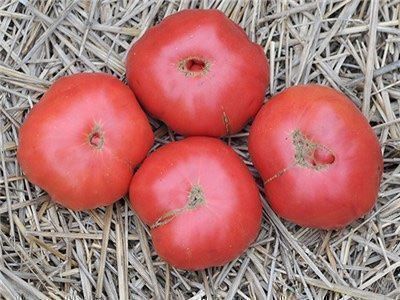 Pflanzen & Samen: 30 Samen OMAR'S LEBANESE Tomato – Neu (gemäss Beschreibung) aus Ehrendingen von VerveinaSamen 3