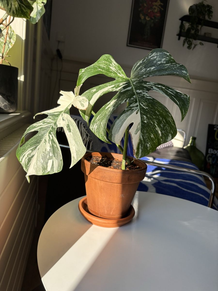 Monstera deliciosa Albo Variegata (Neu (gemss Beschreibung)) in Zrich fr  CHF 79  nur Abholung auf Ricardo kaufen