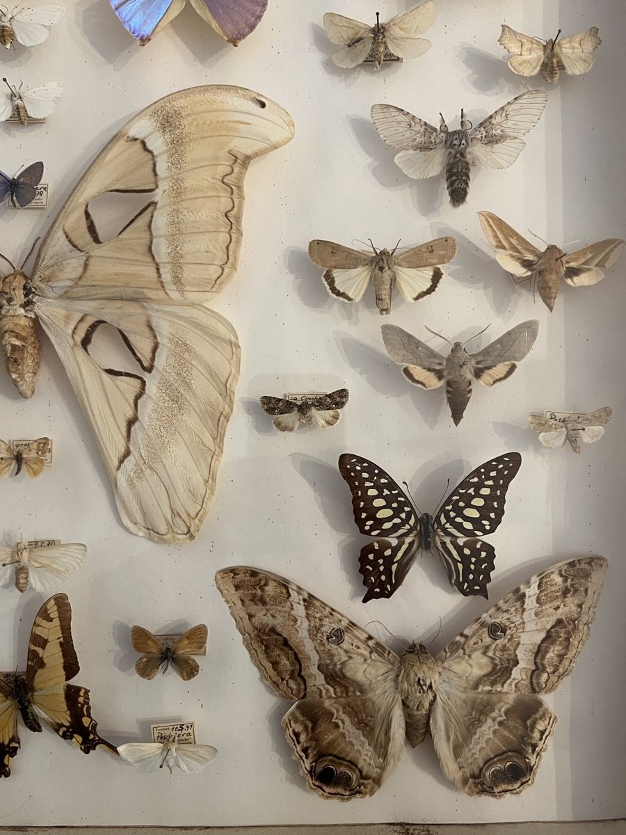 Vitrinen: Schmetterling Sammlung Schaukasten Holz – Gebraucht aus Zürich von ViolettRosenRot 5