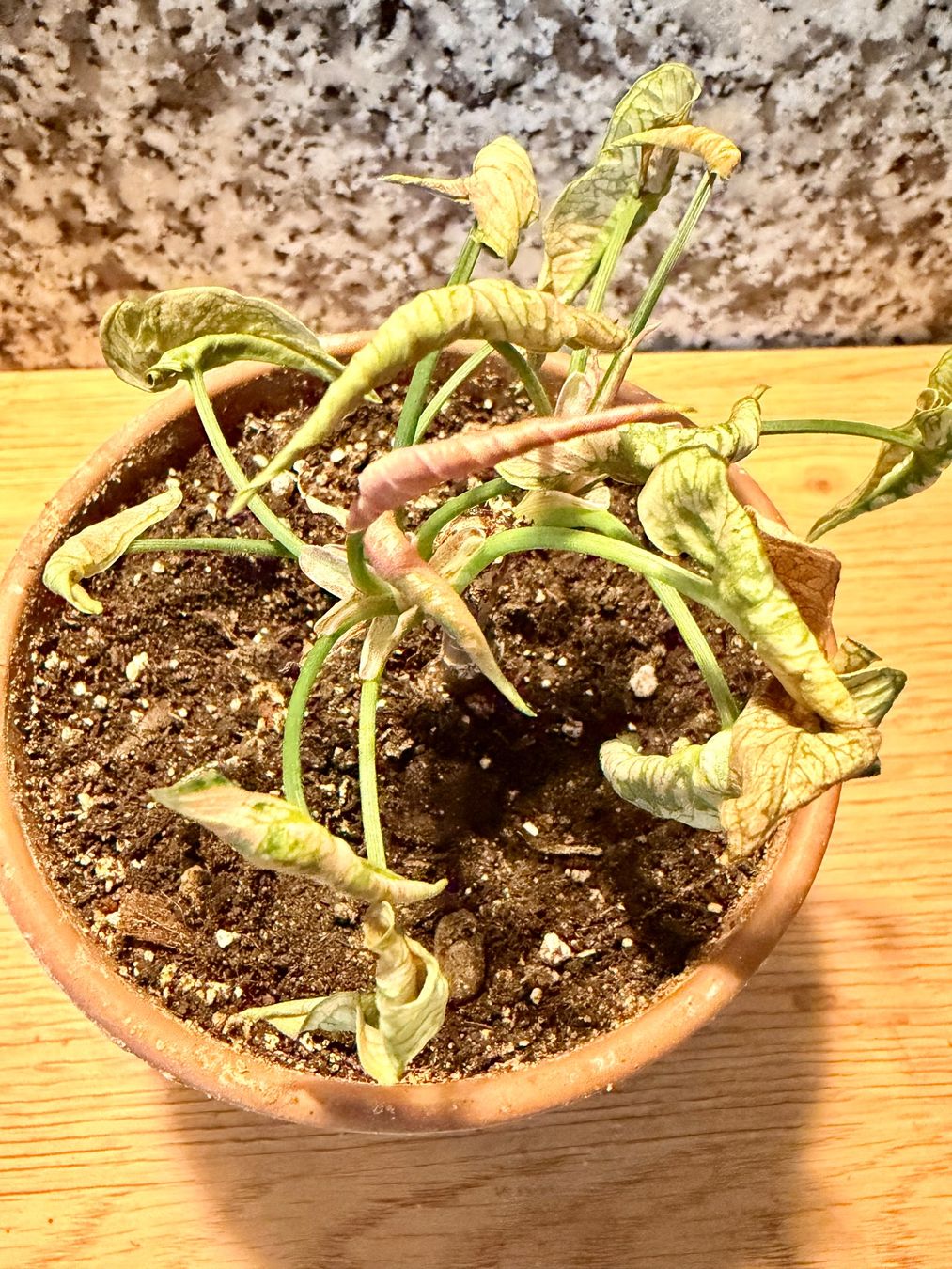 Piante & sementi: Syngonium Pink Rolli – Nuovo (secondo la descrizione) da Kaiseraugst venduto da dka_b97z 1