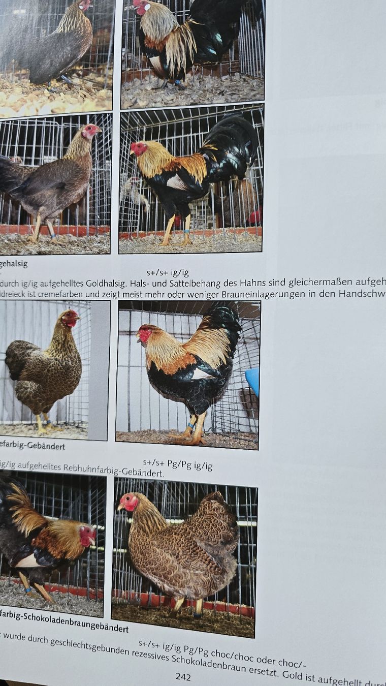 Libri: Genetik der Hühnerfarben – Nuovo (secondo la descrizione) da Rüthi (Rheintal) venduto da Sinhue 5