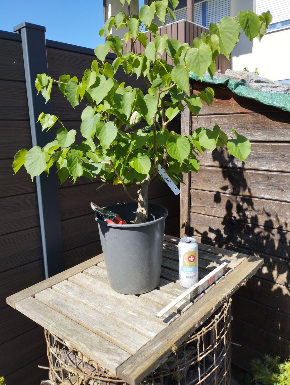 Pflanzen & Samen: Bonsai Rohmaterial Winterlinde #2 – Gebraucht aus Oberwil BL von suaku 5