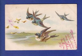 OISEAU - Hirondelles