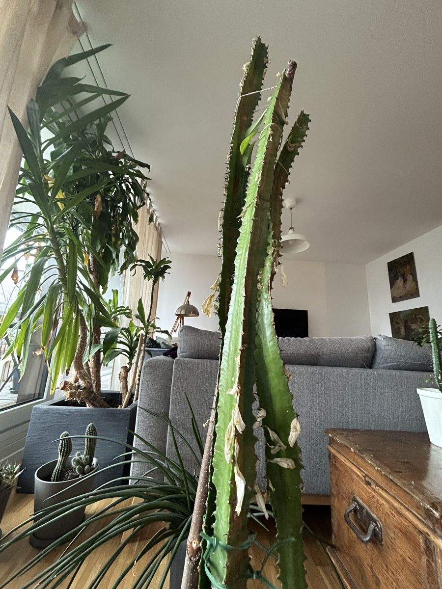 Plantes & graines: Kaktus – D'occasion à Luzern par giv_tmj8 1