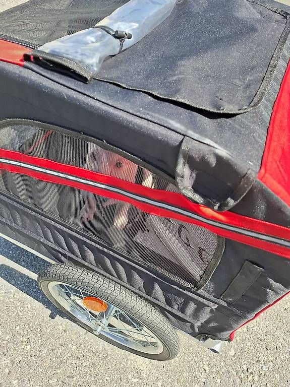 Anhänger: Remorque à vélo transport animaux – Gebraucht aus Martigny von ger_g7dh 1