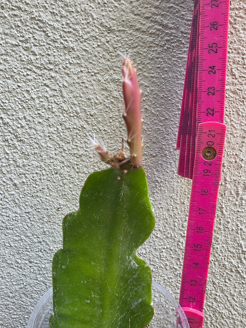 Piante & sementi: Epiphyllum "Cooperi" bewurzelter Steckling – Nuovo (secondo la descrizione) da Thalheim venduto da silvara01 3