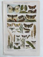 Farblithographie von 1895, Insekten