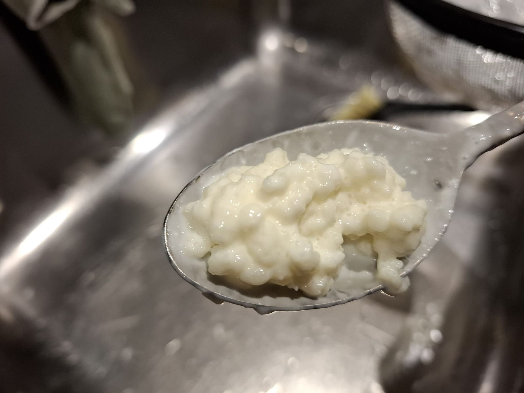 Cibi & Specialità: 💥 Kefir Milchkefir Knollen – Usato da Wagerswil venduto da Wankelthalmae