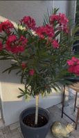 Mediterraner rosa Oleander / 140 cm – eleganter Blickfang 