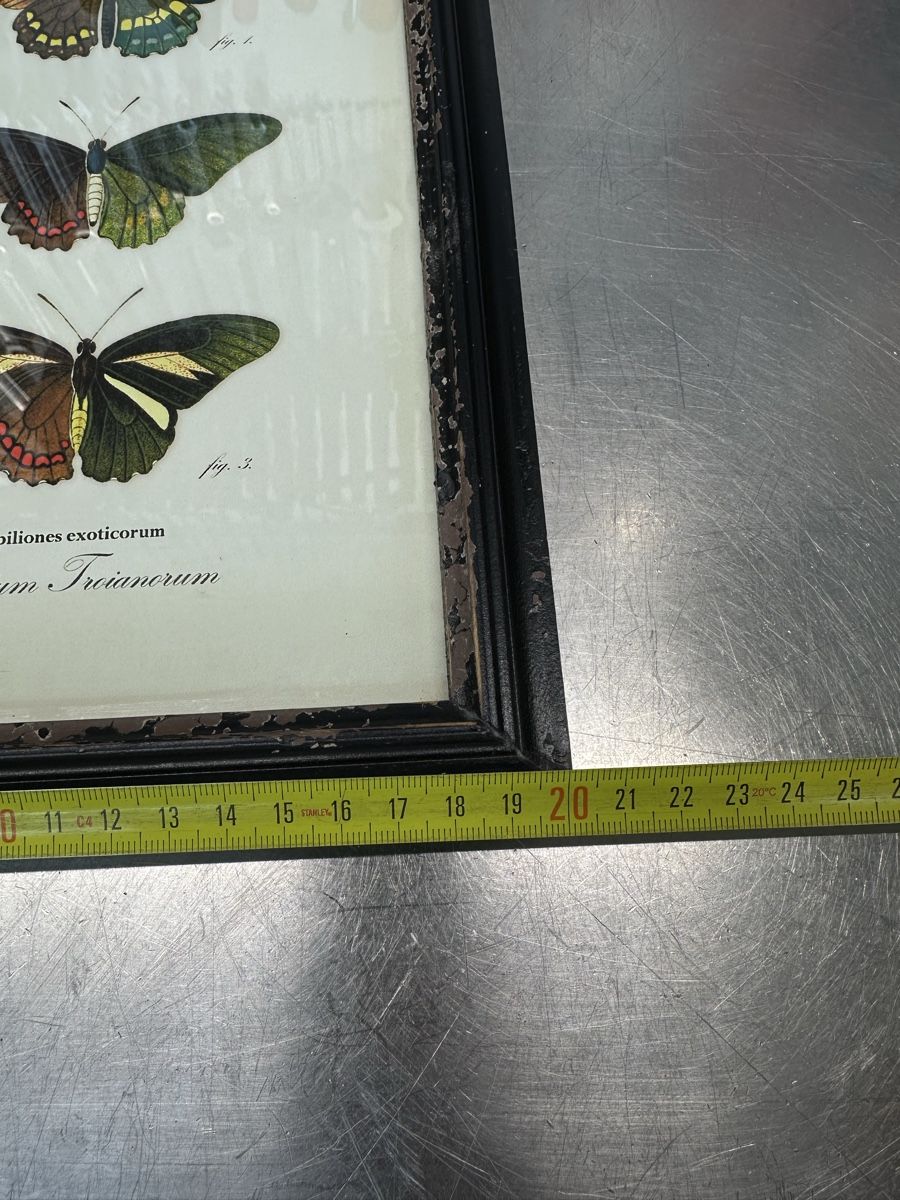 Foto & Immagini: Gerahmtes Bild mit 3 Schmetterlingen – Usato da Schwende venduto da weesli 3