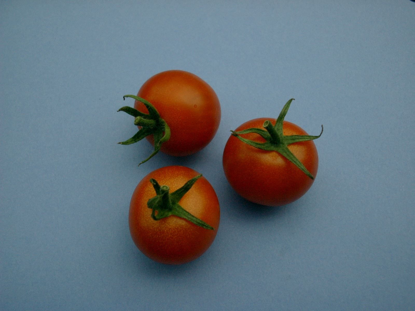 Piante & sementi: Cocktailtomate: Zuckertraube - Setzling! – Nuovo (secondo la descrizione) da Steffisburg venduto da Petroselium