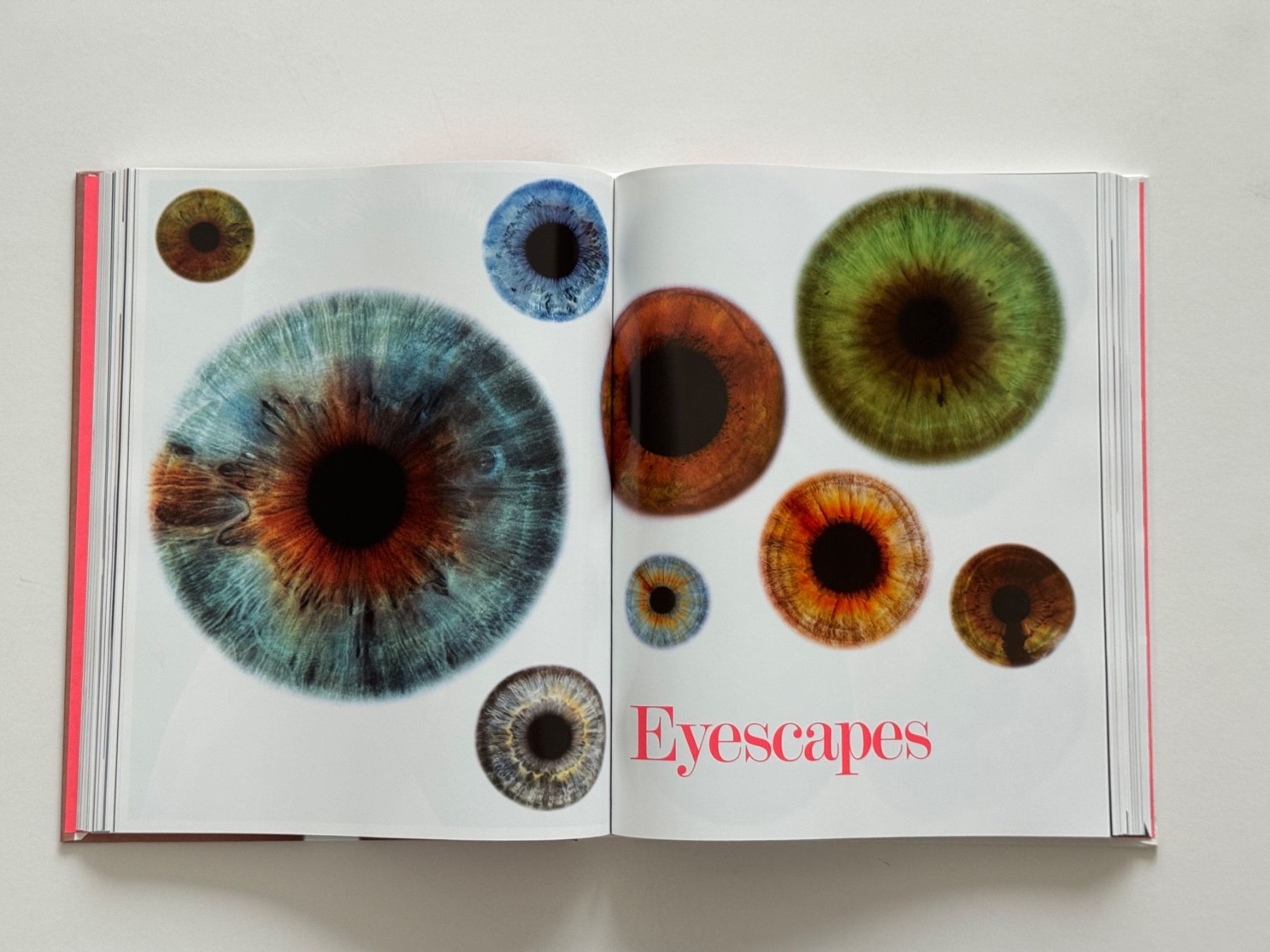 Libri: RANKIN - VISUALLY HUNGRY (Hardcover) – Usato da Zürich venduto da hau1ren 9