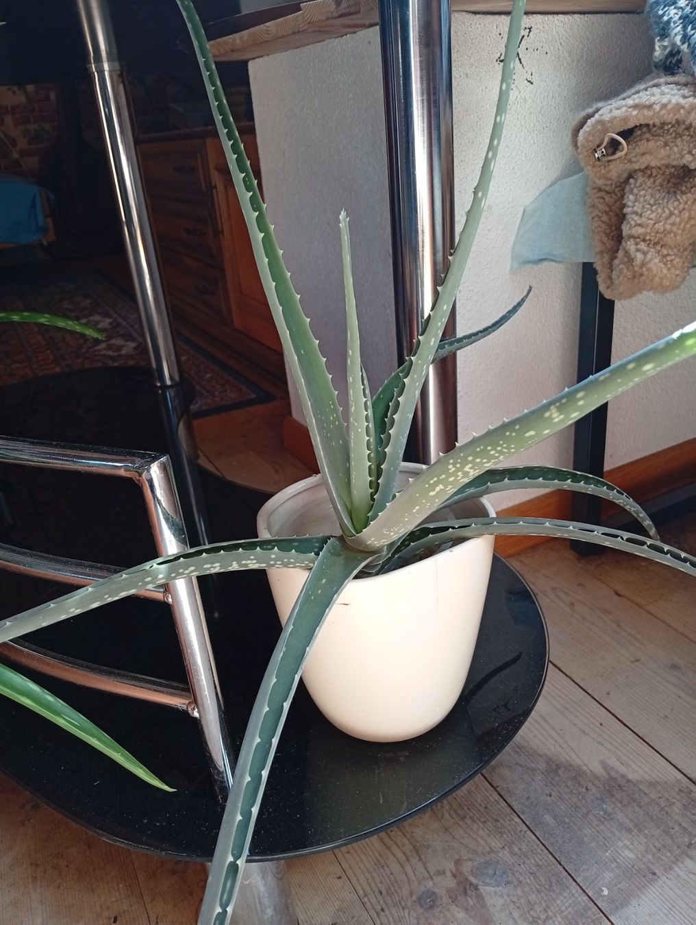 Piante & sementi: Bio Aloe Vera – Nuovo (secondo la descrizione) da Prez-vers-Noréaz venduto da ben_gjn8 5